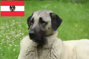 Read more about the article Avusturya’da Kangal yetiştiricileri ve köpek yavruları