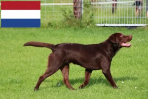 Read more about the article Hollanda’daki Labrador yetiştiricileri ve yavru köpekler