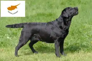 Read more about the article Kıbrıs’ta Labrador yetiştiricileri ve yavru köpekler