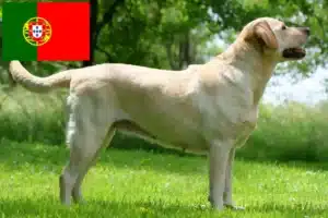 Read more about the article Portekiz’deki Labrador yetiştiricileri ve köpek yavruları