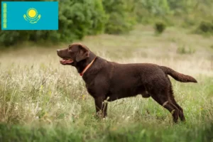 Read more about the article Kazakistan’da Labrador yetiştiricileri ve yavru köpekler