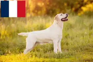 Read more about the article Réunion’daki Labrador yetiştiricileri ve köpek yavruları