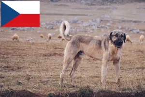 Read more about the article Çek Cumhuriyeti’ndeki Kangal yetiştiricileri ve yavru köpekler