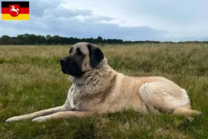 Read more about the article Aşağı Saksonya’da Kangal yetiştiricileri ve köpek yavruları