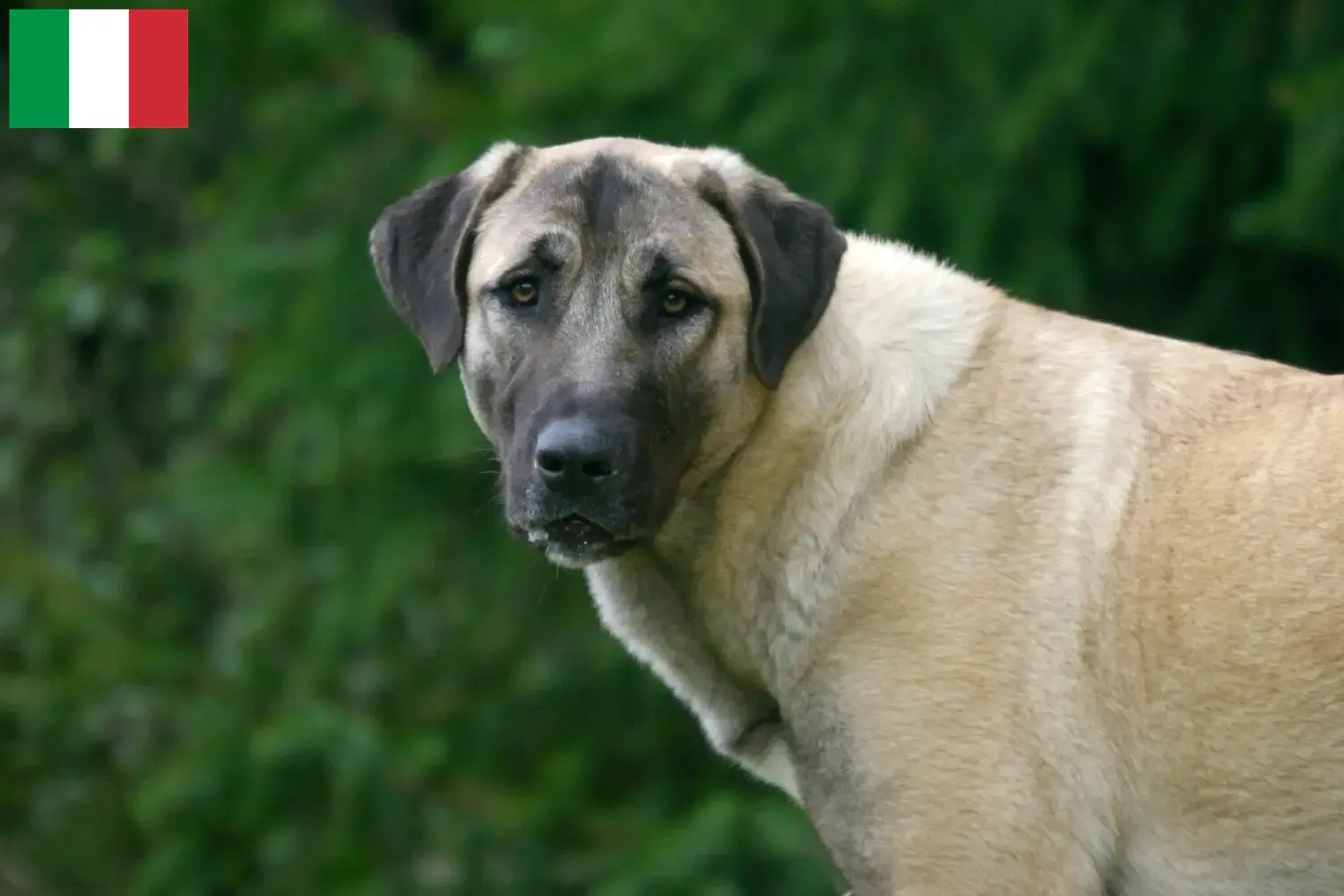 Read more about the article İtalya’da Kangal yetiştiricileri ve köpek yavruları