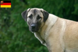 Read more about the article Rheinland-Pfalz’da Kangal yetiştiricileri ve köpek yavruları