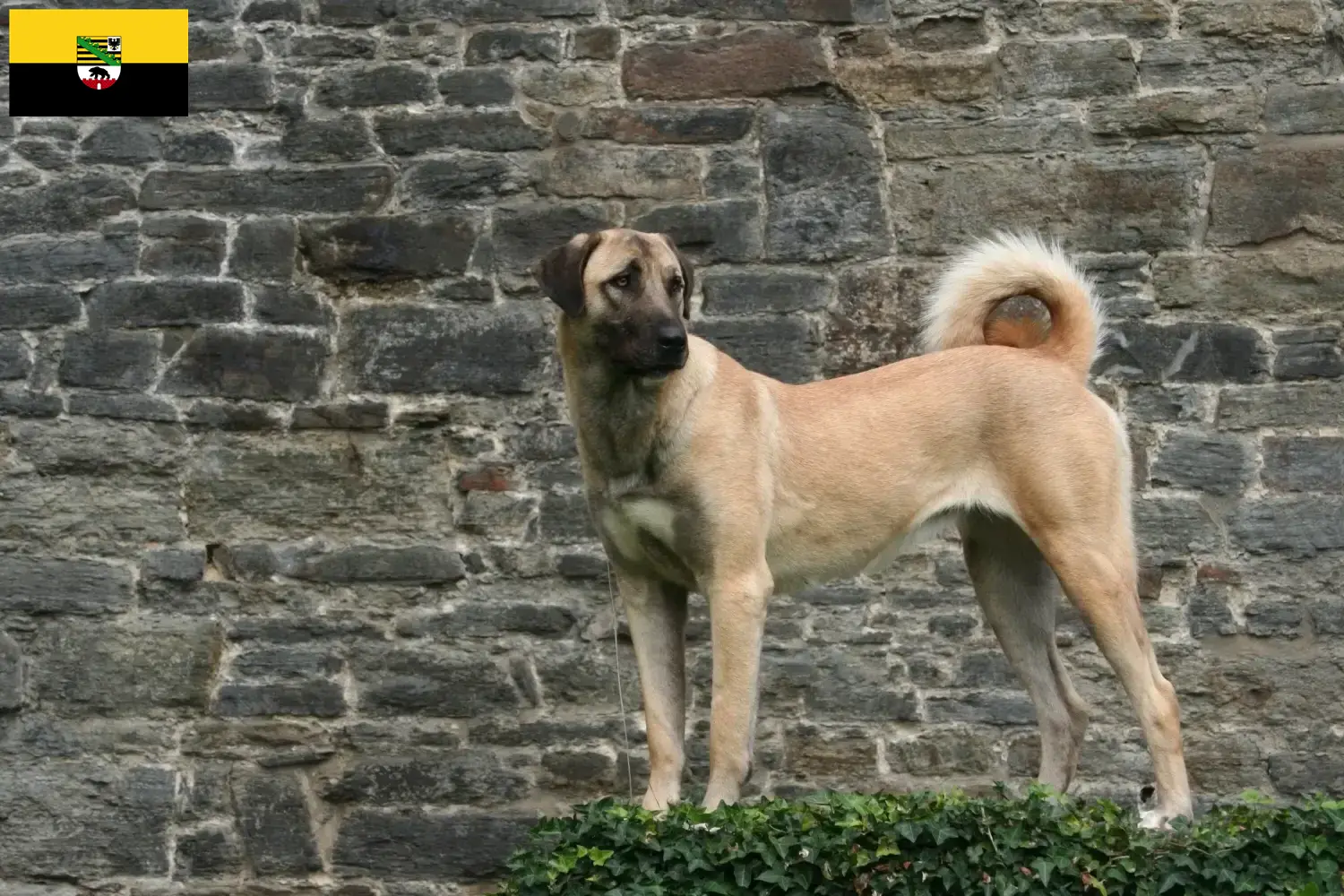 Read more about the article Saksonya-Anhalt’da Kangal yetiştiricileri ve köpek yavruları