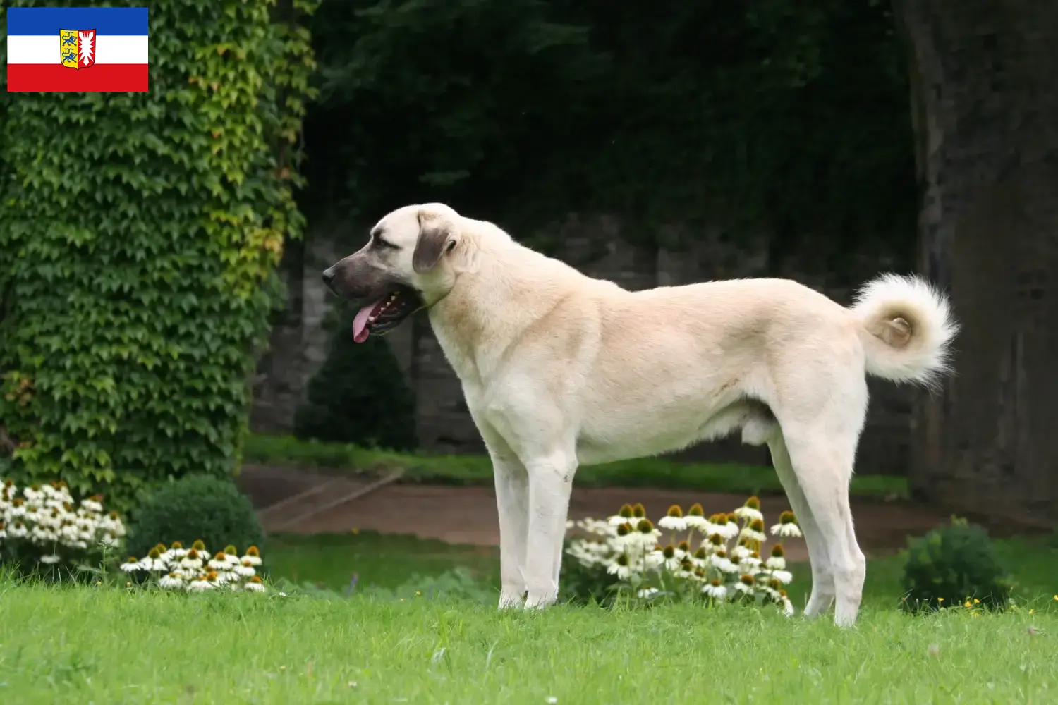 Read more about the article Schleswig-Holstein’da Kangal yetiştiricileri ve köpek yavruları