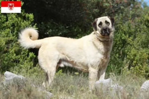 Read more about the article Brandenburg’da Kangal yetiştiricileri ve köpek yavruları