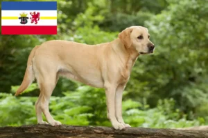 Read more about the article Mecklenburg-Vorpommern’deki Labrador yetiştiricileri ve köpek yavruları